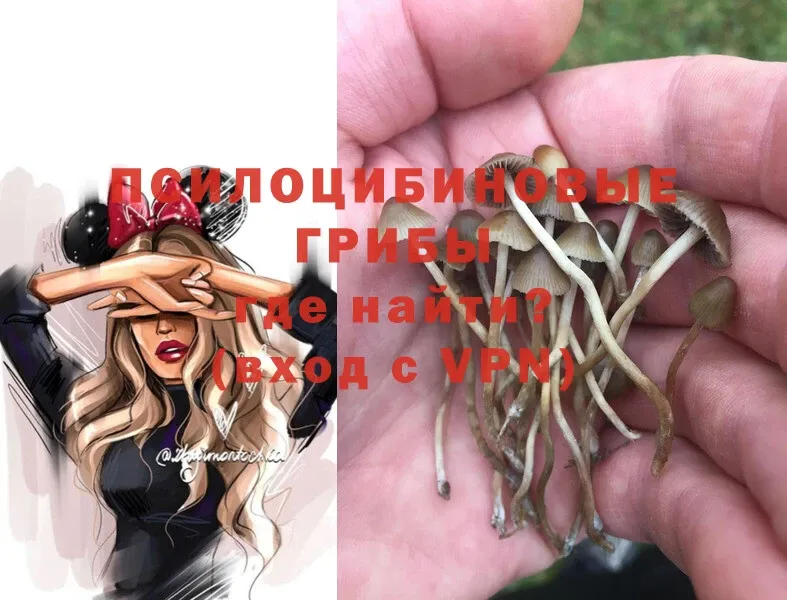 Псилоцибиновые грибы Cubensis  KRAKEN   Каменногорск 